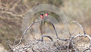 Carmine Bee eaters perched on a branch