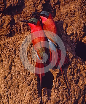 Carmine bee eaters