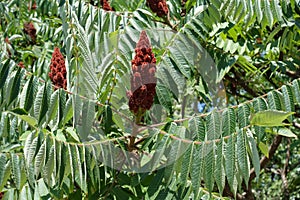 Carmine clusters of fruits of Rhus typhina