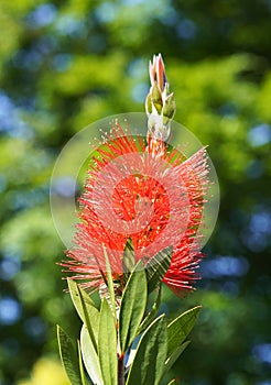 Carmine cylinder cleaner, Callistemon citrinus.