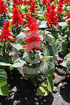 Carmine flowers of Salvia splendens in spring