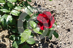 Carmine red flower of garden rose