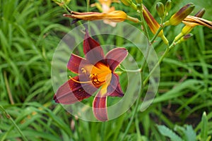 Carmine red flower of Hemerocallis fulva