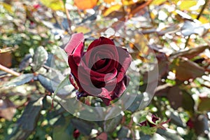 Carmine red flower of one rose in October
