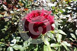 Carmine red flower of rose in September