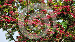 Carmine-red flowers of Paul's Scarlet Hawthorn.