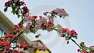 Carmine-red flowers of Paul's Scarlet Hawthorn.