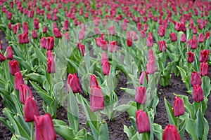 Carmine red flowers of tulips in April