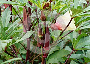 Carmine Splendor red okra with yellow flower