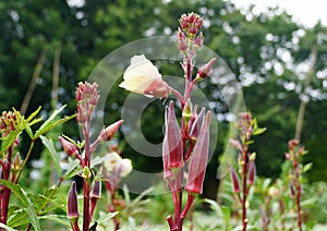 Carmine Splendor red okra with yellow flower