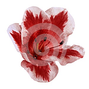 Carmine white flower isolated on white background. Close-up.