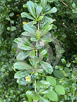Carmona retusa leaf in nature garden