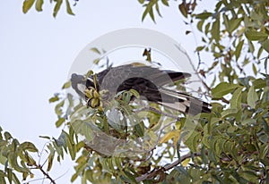 Carnaby's Black Cockatoo in Pecan Nut tree in autumn.