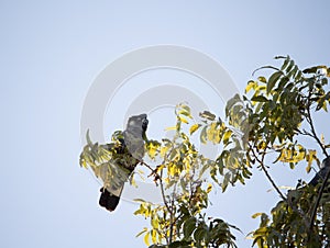 Carnaby's Black Cockatoo in Pecan Nut tree in early morning in autumn.