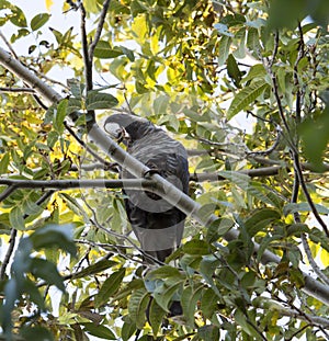 Carnaby's Black Cockatoo in Pecan Nut tree in early morning in autumn.