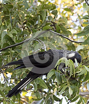 Carnaby's Black Cockatoo in Pecan Nut tree in early morning in autumn.