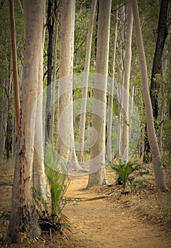 Carnarvon Gorge forest