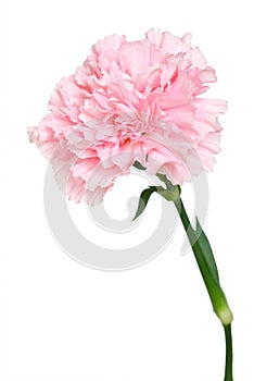 Carnation