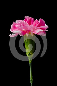 Carnation