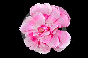 Carnation