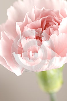 Carnation