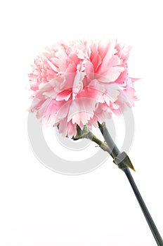 Carnation