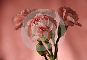 Carnation bouquet