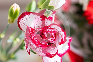Carnation clove pink flower (Dianthus caryophyllus), detail on petals photo