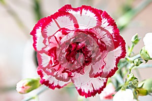 Carnation clove pink flower (Dianthus caryophyllus) with petals photo