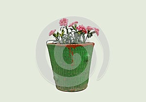 Carnation Dianthus caryophyllus nuanced in pink, sown in an old green clay pot, isolated on a white background