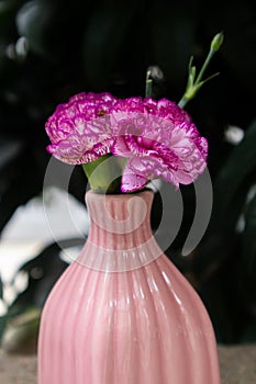 Carnation-Dianthus-Fresh cut flowers