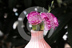 Carnation-Dianthus-Fresh cut flowers