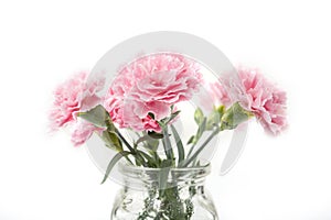 Carnation flover in the vase on a white background. Dianthus caryophyllus