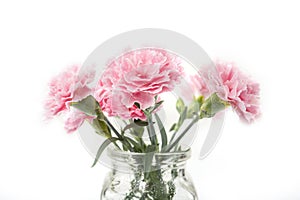 Carnation flover in the vase on a white background. Dianthus caryophyllus photo