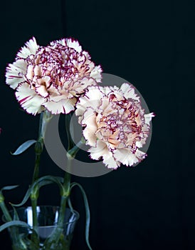 Carnation flower on black background,yellow flowers,spring