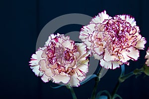 Carnation flower on black background,yellow flowers,spring