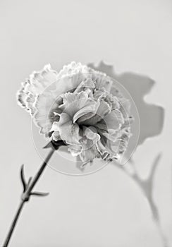 carnation flower in black and white with shadow