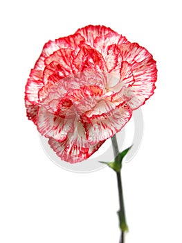 Carnation flower bud