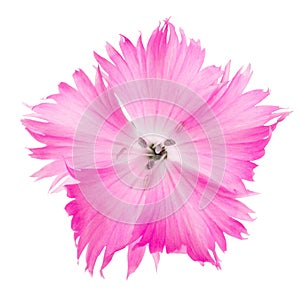 Carnation flower Dianthus of pink color isolated on white background