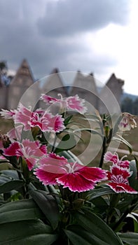 carnation flower is a flower that is hated by many women. whereas the carnation flower has a flower philosophy of all time.