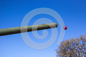 Carnation flower in the muzzle of the tank against the blue sky, concept of peace and memory