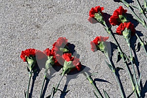 Carnation flower. Several red flowers near the monument. Marble or granite slab of the monument. Red carnations on a stone