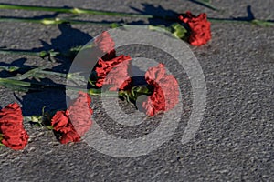 Carnation flower. Several red flowers near the monument. Marble or granite slab of the monument. Red carnations on a stone