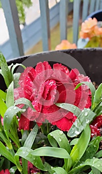 Carnation flower with watet drops on it and green leaves