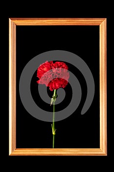 Carnation flower in a wooden frame