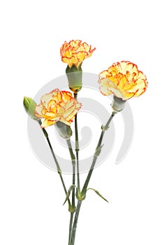 Carnation flowers and bud