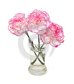 Carnation flowers