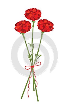 Carnation flowers vector illustration