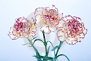 Carnation flowers on white background