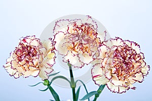 Carnation flowers on white background